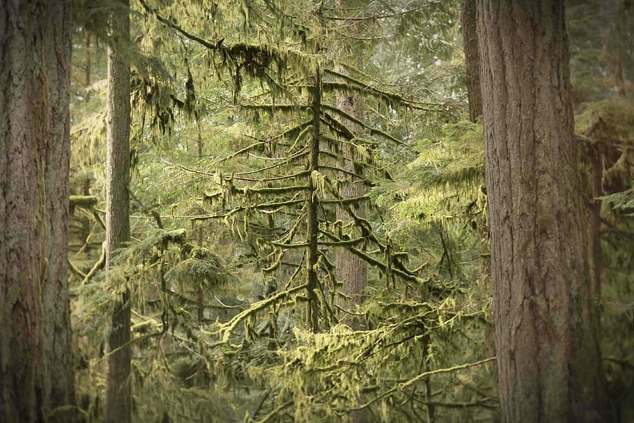 træ, klar, himmel, Foto, fyrretræ, mos, træ silhuet, regnskov, mossetræ, plante, Skov, træstamme, bagagerum, vækst, natur, jord, ingen mennesker, dag, ro, skønhed i naturen, grøn farve, udendørs, plante del, afdeling, tæt på, rolig scene, træ - materiale, bambus - plante, nåletræ, 4K