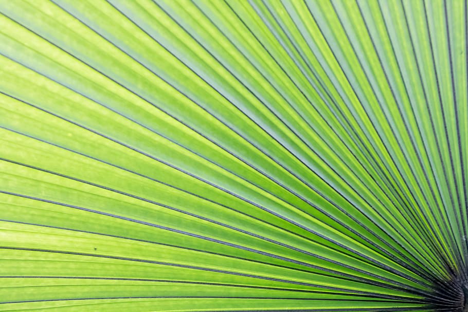 sense títol, verd, palmell, lea, full, tropical, arbre, estiu, planta, naturalesa, tròpic, textura, natural, floral, fullatge, botànic, jardí, flor, botànica, patró, colorit, fulla de palma, Palmera, part de la planta, color verd, clima tropical, fons, fronda, marc complet, creixement, bellesa a la natura, primer pla, patró natural, cap gent, ratlles, a l'aire lliure, fons abstractes, selva tropical, efecte texturat, 4K