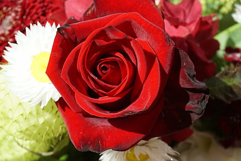 Rose, rød, kærlighed, gifte, Valentins Dag, rød rose, blomstre, flor, blomst, rose blomster, romantisk, romantik, følelser, tak, duft, bryllup, flora, plante, give, lugt, haven rose, festdag, duft af roser, Før, symbol, blomstrende plante, skønhed i naturen, sårbarhed, kronblad, tæt på, blomsterhoved, skrøbelighed, blomsterstand, rosenblomst, friskhed, natur, vækst, ingen mennesker, fokus på forgrunden, dag, udendørs, buket, blomster arrangement, 5K, CC0, offentligt domæne, royaltyfrie