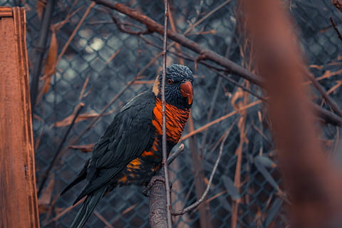 ànima au, negre, vermell, ocell, posat, branca d'un arbre, ala, ploma, animal, a l'aire lliure, temes d'animals, vertebrats, fauna animal, un animal, branca, animals a la natura, enfocament selectiu, arbre, cap gent, naturalesa, planta, vista d’angle baix, dia, color negre, arbre nu, 5K, CC0, domini públic, lliure de regalies