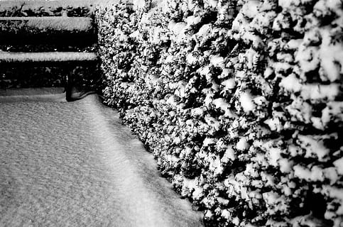 bush, snow, bench, background, seasons, black, white, winter, frost, nature, macro, no people, day, plant, high angle view, beauty in nature, outdoors, flowering plant, flower, growth, selective focus, close-up, freshness, seat, botany, field, pattern, 4K, CC0, public domain, royalty free