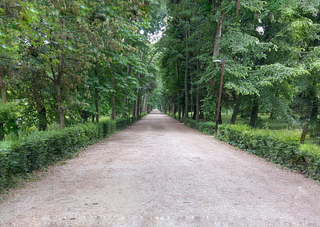 cascine, Firenze, parco, Firenze, parco, foresta, albero, natura, la strada davanti, all'aperto, strada, pianta, direzione, crescita, colore verde, prospettiva decrescente, bellezza nella natura, sentiero, terra, la tranquillità, scena tranquilla, nessuno, giorno, scena non urbana, punto di fuga, fogliame lussureggiante, treelined, bambù - pianta, lungo, 4K, CC0, dominio pubblico, privo di copyright