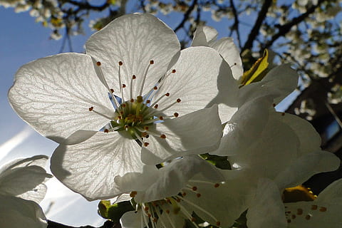flor, cirera, blanc, primavera, floració, arbre fruiter, flors blanques, arbre, flor blanca, flors de cirera, naturalesa, branca de floració, macro, jardí, arbre amb flors, branca, pistil, llum, planta amb flors, planta, fragilitat, frescor, pètal, vulnerabilitat, creixement, bellesa a la natura, pol·len, primer pla, inflorescència, estambres, cap de flor, Color blanc, botànica, cap gent, a l'aire lliure, flor de cirerer, 1080P, CC0, domini públic, lliure de regalies