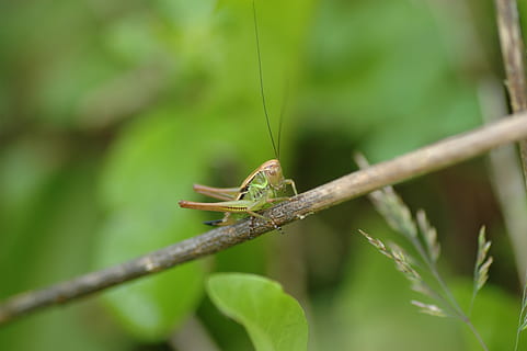 Llagosta, verd, insecte, naturalesa, animal, viridissima, macro, fotografia macro, tettigonia viridissima, sonda, un animal, temes d'animals, animals a la natura, fauna animal, invertebrat, planta, color verd, part de la planta, centrar-se en primer pla, primer pla, full, dia, cap gent, a l'aire lliure, tija de la planta, enfocament selectiu, zoologia, 2K, CC0, domini públic, lliure de regalies