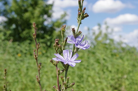 cicoria comune, fiore, campo, prato, Russia, pianta fiorita, pianta, freschezza, fragilità, bellezza nella natura, vulnerabilità, crescita, animale, temi animali, un animale, fauna selvatica, insetto, petalo, avvicinamento, testa di fiore, animali allo stato selvatico, natura, concentrarsi sulle conoscenze acquisite, impollinazione, nessuno, viola, primavera, 4K, CC0, dominio pubblico, privo di copyright