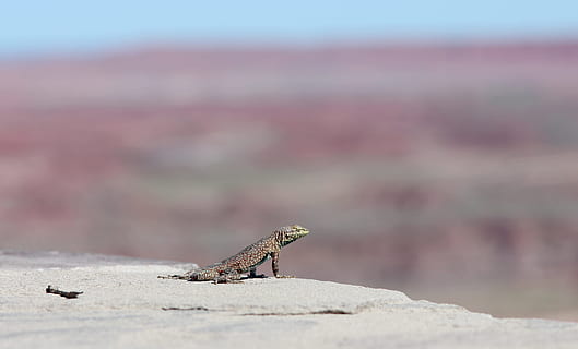 llangardaix, desert, muntanya, animal, naturalesa, vida salvatge, rèptil, salvatge, sorra, animals a la natura, iguana, primer pla, a l'aire lliure, un animal, centrar-se en primer pla, cap gent, dia, fauna animal, temes d'animals, vertebrats, vista lateral, sòlid, rock - object, rock, enfocament selectiu, terra, clima àrid, clima, 4K, CC0, domini públic, lliure de regalies