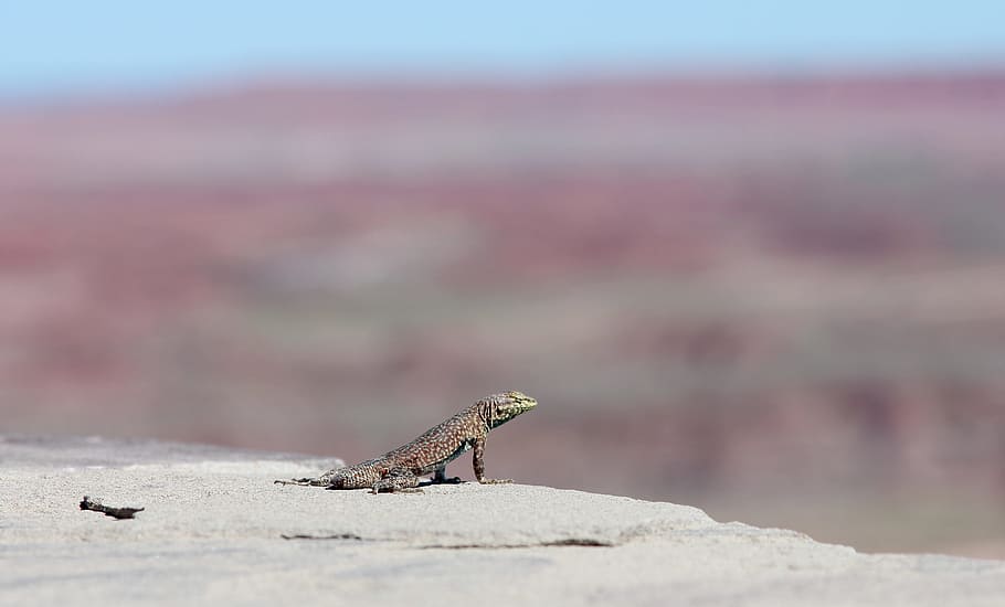 llangardaix, desert, muntanya, animal, naturalesa, vida salvatge, rèptil, salvatge, sorra, animals a la natura, iguana, primer pla, a l'aire lliure, un animal, centrar-se en primer pla, cap gent, dia, fauna animal, temes d'animals, vertebrats, vista lateral, sòlid, rock - object, rock, enfocament selectiu, terra, clima àrid, clima, 4K