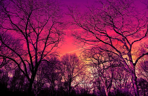 bar, träd, solnedgång, gren, nakna träd, vinterträd, knotig, vriden, trassliga grenar, soluppgång, gryning, soluppgång himmel, rosa, lila, himmel, skönhet i naturen, växt, natur, rosa färg, silhuett, inget folk, scenics - natur, lugn, lågvinkelvy, moln - himmel, lugn plats, skymning, utomhus, idyllisk, tillväxt, romantisk himmel, trädtak, 5K, CC0, offentligt domän, royaltyfria