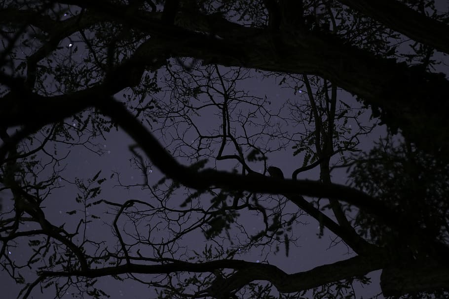 silueta fotografie, zvadlý, strom, pohled zespoda, silueta, noc, temný, hvězda, měsíční svit, krajina, Eiffelova věž, pari, noční obloha, tma, stín, Příroda, větev, rostlina, nízký úhel pohledu, nebe, klid, holý strom, krása v přírodě, nikdo, růst, venku, klidné scény, kmen stromu, kufr, strašidelný, scenics - příroda, den, soumrak, strom baldachýn, 5K