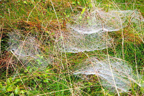 Wiese, Dreh, weben, Natur, Gras, keine Leute, Tag, draußen, grüne Farbe, Pflanze, Wachstum, Land, High Angle View, Nahansicht, Feld, Ruhe, Vollbild, Wasser, Schönheit in der Natur, Muster, Hintergründe, Baum, 5K, CC0, gemeinfrei, lizenzfrei