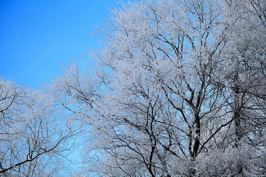 branca, fred, blau, ze, gelades, gelada, hoar, gel, naturalesa, a l'aire lliure, temporada, estacional, cel, neu, nevat, arbre, blanc, hivern, arbre nu, dia, cap gent, planta, bellesa a la natura, vista d’angle baix, temperatura de fred, cel clar, tranquil·litat, escenics - natura, terra, directament a sota, copa de l'arbre, 4K