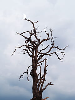 arbre, mort, branca, vell, gran, blanc, fons, a l'aire lliure, aïllat, natural, escorça, herba, ecologia, un, fusta, alt, sense escarps, planta, tronc, naturalesa, solter, medi ambient, sense fulles, sec, cel, planta morta, bosc, arbre nu, cap gent, dia, vista d’angle baix, núvol - cel, tranquil·litat, bellesa a la natura, escenics - natura, creixement, tronc de l'arbre, arbre únic, 2K, CC0, domini públic, lliure de regalies