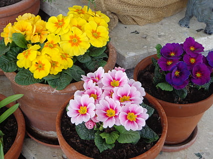 forår, primula, gul, rose, violet, gul, Rose, blomster potter, venlige, blomst, potteplante, skrøbelighed, natur, friskhed, kronblad, blomstrende plante, plante, skønhed i naturen, vækst, sårbarhed, blomsterstand, blomsterhoved, blomsterkrukke, høj vinkel visning, lyserød farve, tæt på, ingen mennesker, dag, plante del, udendørs, havearbejde, 4K, CC0, offentligt domæne, royaltyfrie
