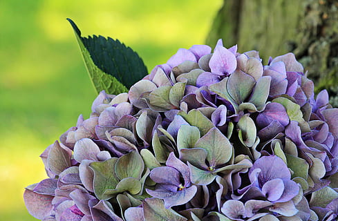 lilla, grå, petaled blomster, hortensia, blomst, blomstre, sommer, blå, grønn, hortensia blomst, natur, prydblomst, prydplante, flora, blå-lilla hortensia, blå lilla blomst, dekorative, farge, bakgrunn, bakgrunnsbilde, blå-lilla blomst, blå lilla hortensia blomst, anlegg, tre, eng, skynde, humør, Seefeld, blomstrende plante, skjønnhet i naturen, vekst, nærbilde, sårbarhet, artisjokk, skjørhet, friskhet, ingen folk, inflorescence, fokusere på forgrunnen, grønn farge, petal, blomsterhodet, plante del, blad, våren, utendørs, blomsterseng, en haug med blomster, prydhage, 5K, CC0, offentlig domene, opphavsrett gratis