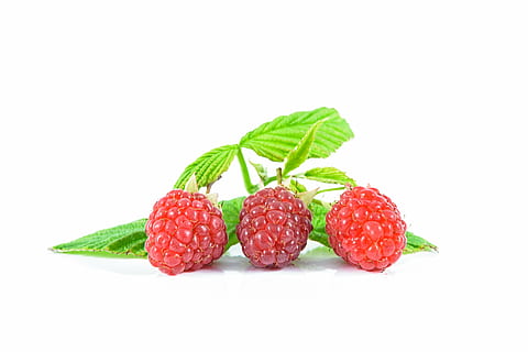 tiga, merah, frambos, buah-buahan, raspberry matang, buah, kurus, resep lezat, taman, kebun buah, sedih, lembut, hijau, buah masak, raspberi, tangkai, merapatkan, dedaunan, terpencil, lezat, diet, antioksidan, musim panas, hutan, kesehatan, gaya hidup, vitamin, yg melangsingkan, perlawanan, makanan, kesegaran, daun, matang, buah berry, pencuci mulut, makanan manis, organik, minuman, gourmet, alam, makan sehat, makanan dan minuman, memotong, latar belakang putih, stroberi, tembakan studio, bagian tanaman, kesejahteraan, dalam ruangan, tidak ada orang, masih hidup, sekelompok objek, 5K, CC0, domain publik, bebas royalti