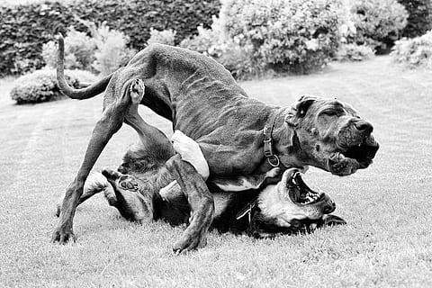 grande danese, judo, incontro, cane, temi animali, mammifero, all'aperto, un animale, lunghezza intera, animale, gruppo di animali, due animali, animali domestici, vertebrato, canino, nessuno, giorno, domestico, comportamento animale, natura, bocca, bocca aperta, aggressione, concentrarsi sulle conoscenze acquisite, fauna selvatica, 1080P, CC0, dominio pubblico, privo di copyright