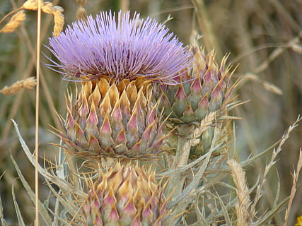 chardon, champ, herbe, plante, beauté dans la nature, fleur, croissance, plante à fleurs, fermer, vulnérabilité, fragilité, la nature, fraîcheur, personne, violet, journée, se concentrer sur le premier plan, inflorescence, terre, tête de fleur, mise au point sélective, en plein air, 2K, CC0, domaine public, libre de droits