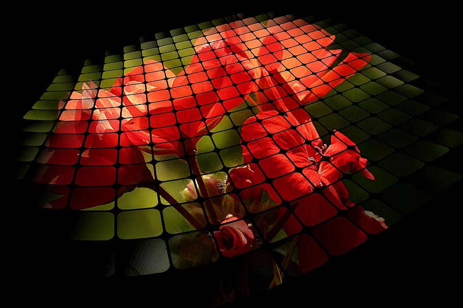 merah, bunga-bunga, digital, wallpaper, tiga d grid, bunga, alam, menanam, seni digital, kerenyam, multi-warna, tidak ada orang, merapatkan, diterangi, dalam ruangan, malam, peralatan penerangan, pola, tampilan sudut tinggi, seni dan kerajinan, kreativitas, tanaman berbunga, dekorasi, bersinar, perayaan, gelap, lentera kertas, 720P