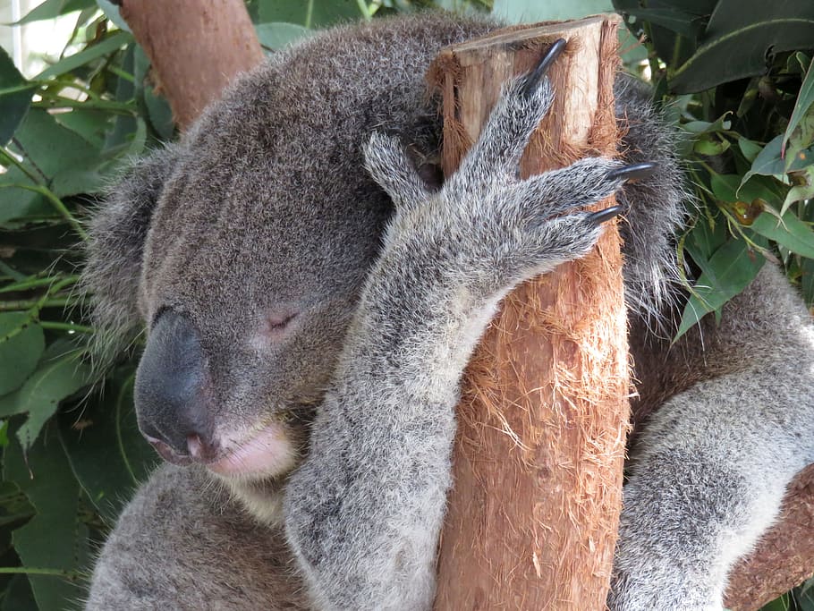 koala, bære, træ, fokus foto, Koala bjørn, fokus, Foto, sovende, Australien, dyr, natur, pungdyr, dyreliv, nuttet, hjemmehørende, eukalyptus, søvn, pels, pattedyr, grå, fauna, vild, lodne, naturlig, ører, aussie, portræt, slap af, kløer, dyr i naturen, dag, dyre temaer, udendørs, et dyr, tæt på, plante, hvirveldyr, ingen mennesker, blad, plante del, fokus på forgrunden, afdeling, planteædende, dyr hoved, omsorg, 4K
