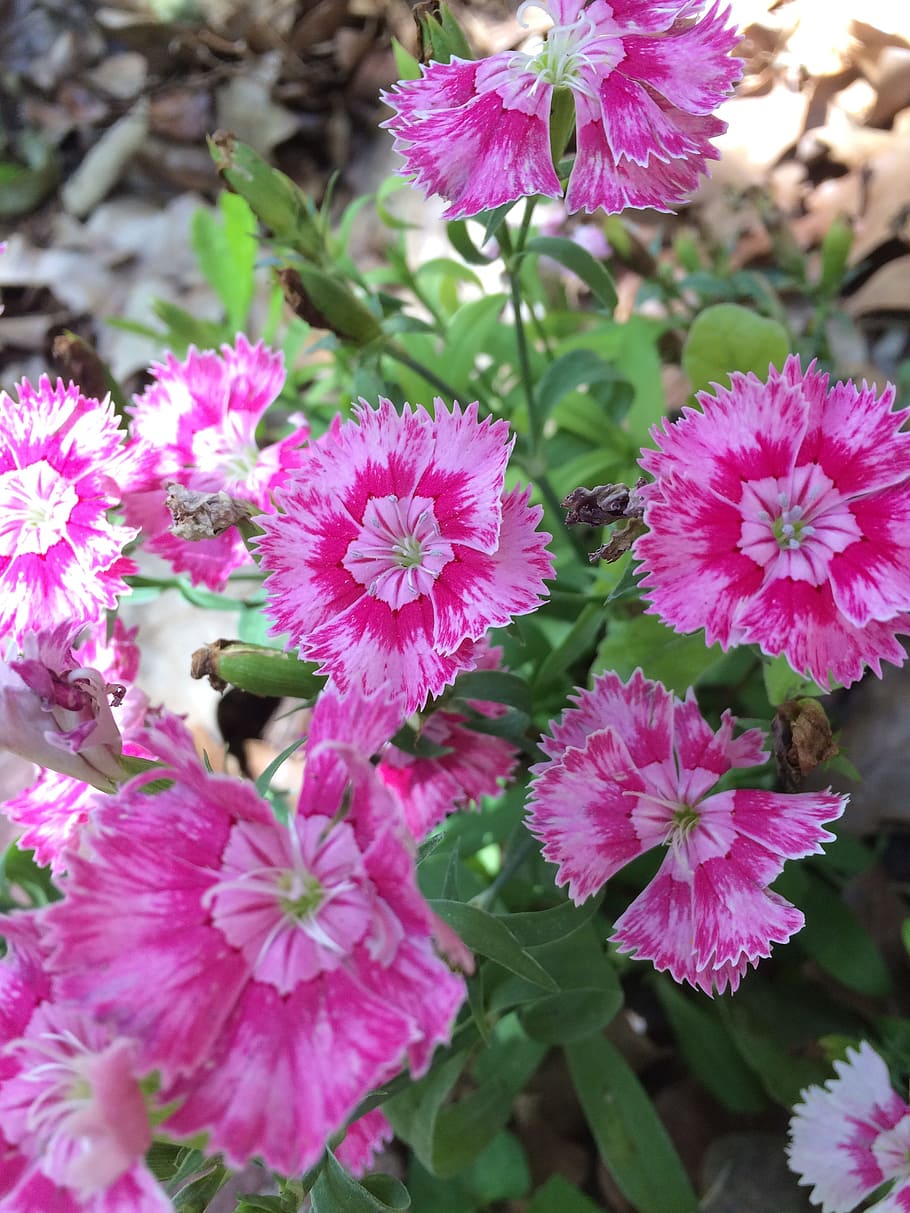 dolce william, fiori, primavera, rosa, natura, fiore, pianta, colore rosa, estate, avvicinamento, testa di fiore, viola, petalo, botanica, colore verde, foglia, letto di fiori, crescita, nessuno, all'aperto, pianta fiorita, vulnerabilità, fragilità, freschezza, bellezza nella natura, infiorescenza, giorno, concentrarsi sulle conoscenze acquisite, polline, un mazzo di fiori, 2K