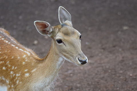 cabirol, animals, salvatge, bosc, naturalesa, salvatge, bosc, desert, bambi, animal, vida salvatge, cérvol, mamífer, animals a la natura, a l'aire lliure, animals i mascotes, cornamenta, mamífer empedrat, animals salvatges, un animal, fauna animal, temes d'animals, dia, cap gent, de peu, vertebrats, centrar-se en primer pla, primer pla, animal jove, retrat, mirant, animals domèstics, vista d’angle alt, vista del perfil, herbívors, 2K, CC0, domini públic, lliure de regalies