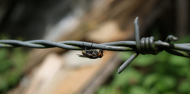nature, insects, fly, bichito, barbed wire is, fence, wire, protection, close-up, focus on foreground, safety, security, boundary, barrier, metal, no people, barbed wire, day, warning sign, outdoors, animal themes, animal wildlife, sign, communication, steel, alloy, 4K, CC0, public domain, royalty free