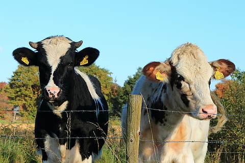 Due, mucche, in piedi, campo d'erba, mucca, pascolo, bestiame, contadino, prato, agricoltura, azienda agricola, scena rurale, erba, animale, natura, campo, animali domestici, domestico, mammifero, temi animali, gruppo di animali, ritratto, vertebrato, erbivoro, nessuno, giorno, etichetta del bestiame, guardando la fotocamera, terra, all'aperto, mandria, 5K, CC0, dominio pubblico, privo di copyright