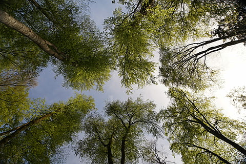 Skov, træer, natur, landskab, stammer, humør, skov sti, bayersk skov, parkere, himmel, grene, træ, udendørs, ingen mennesker, lav vinkel visning, plante, vækst, skønhed i naturen, ro, træstamme, bagagerum, dag, høj - høj, grøn farve, afdeling, jord, rolig scene, scenics - natur, idyllisk, træ baldakin, direkte under, 4K, CC0, offentligt domæne, royaltyfrie