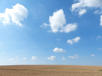 white, blue, sky, cornfield, summer, clouds, field, arable, agriculture, nature, rural Scene, farm, outdoors, crop, landscape, cloud - Sky, land, wheat, environment, scenics - nature, horizon, beauty in nature, horizon over land, tranquil scene, tranquility, day, no people, non-urban scene, 2K, CC0, public domain, royalty free