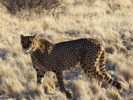 guepard, elegant, gat salvatge, fauna animal, animals a la natura, animal, temes d'animals, mamífer, felí, gat, gat gran, un animal, safari, cap gent, vertebrats, herba, naturalesa, carnivora, vista lateral, planta, tacat, gat no domesticat, 4K, CC0, domini públic, lliure de regalies