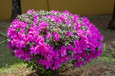 Natur, Samen, Baum, Obst, silvestre, Garten, Blume, Blumen, Botaniker, Gartenarbeit, Blatt, Frühling, Vegetation, Umgebung, bunt, Grün, Dekoration, rote Blume, wunderschönen, Laub, Blütenblätter, Landschaft, Botanik, Pflanze, blühende Pflanze, Schönheit in der Natur, Frische, Zerbrechlichkeit, Verletzlichkeit, pinke Farbe, Wachstum, Blütenblatt, Nahansicht, lila, keine Leute, Blütenstand, Blütenkopf, draußen, Tag, High Angle View, Vorder- oder Hinterhof, Blumenschmuck, Blumenstrauß, Strauß, 5K, CC0, gemeinfrei, lizenzfrei