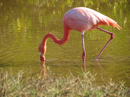 Pink Flamingo trinken, Flamingo, kleiner, Rosa, Vogel, exotisch, Tierwelt, Schnabel, lange, Fauna, Fütterung, Galapagos Inseln, Santa Cruz, Tierthemen, Tier, Wasser, Tiere in freier Wildbahn, Wirbeltier, ein Tier, pinke Farbe, See, Stehen, Seitenansicht, Natur, Tag, keine Leute, Reflexion, Tierkörperteil, Tierhals, draußen, Trinken, Profilansicht, Bein, Süßwasservogel, flach, 2K, CC0, gemeinfrei, lizenzfrei