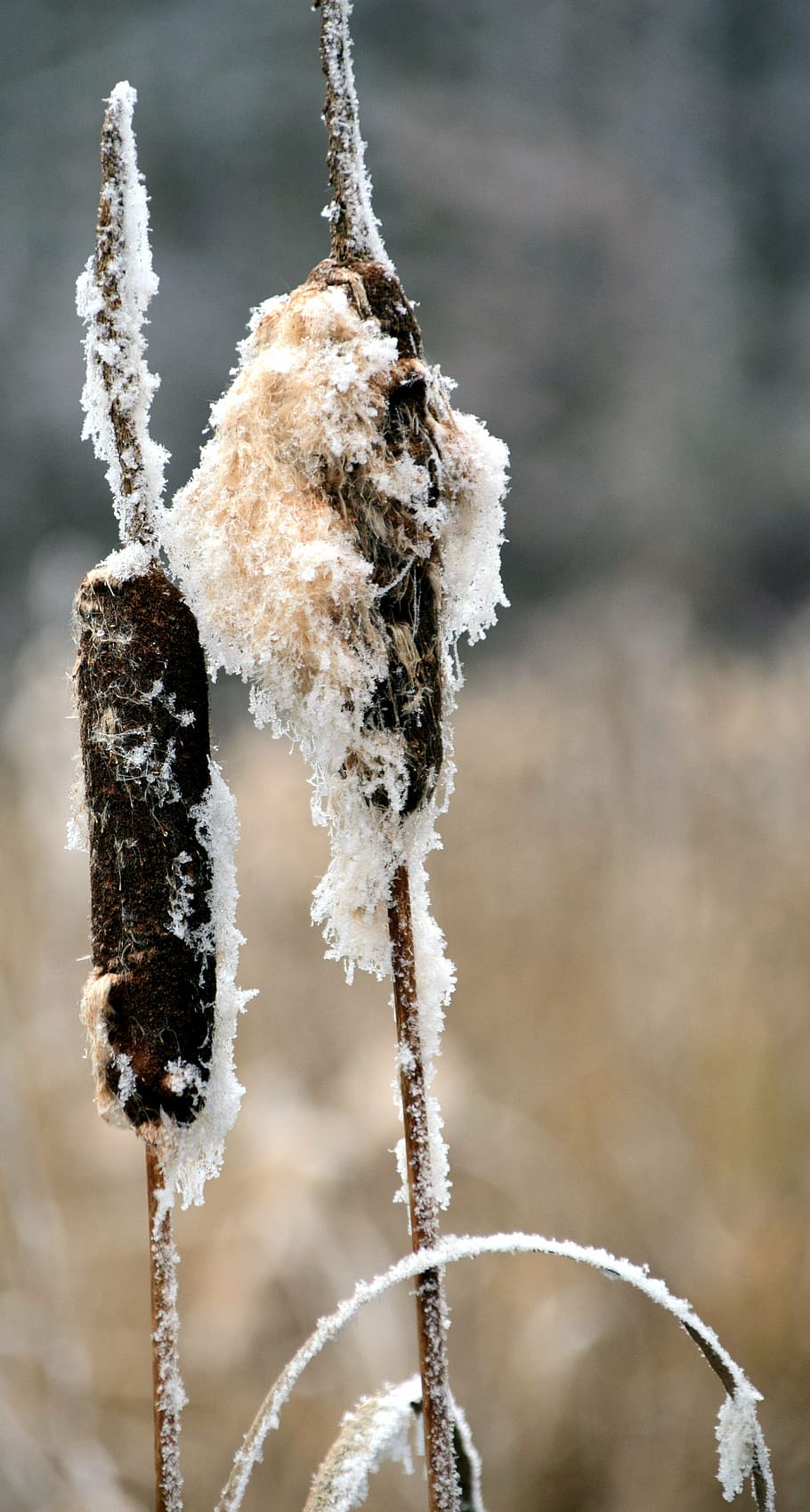 canya, hivern, neu, naturalesa, fred, planta, cattail, gelades, humor d'hivern, nevat, herba, vora de la costa, temperatura de fred, congelat, centrar-se en primer pla, primer pla, gel, dia, bellesa a la natura, cap gent, tija de la planta, a l'aire lliure, tranquil·litat, vulnerabilitat, fragilitat, branca, planta morta, Planta esvaïda, cargol, 5K