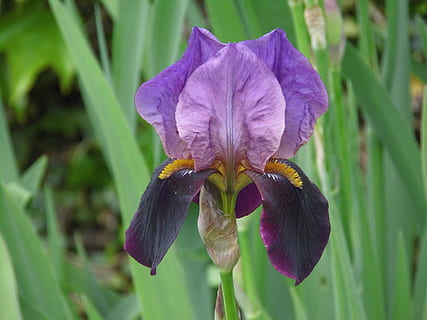 iris, violet, floraison, jardin, printemps, iris violet, plante à fleurs, fleur, plante, fragilité, fraîcheur, vulnérabilité, pétale, beauté dans la nature, tête de fleur, inflorescence, croissance, fermer, iris - plante, se concentrer sur le premier plan, la nature, journée, personne, en plein air, 2K, CC0, domaine public, libre de droits