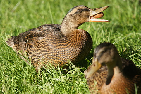 anatra, animali, natura, uccello, animale, anatra selvatica, piuma, becco, all'aperto, uccello acquatico, erba, Marrone, temi animali, vertebrato, fauna selvatica, animali allo stato selvatico, pianta, gruppo di animali, campo, colore verde, pollame, terra, nessuno, due animali, giorno, giovane uccello, giovane animale, famiglia di animali, 4K, CC0, dominio pubblico, privo di copyright