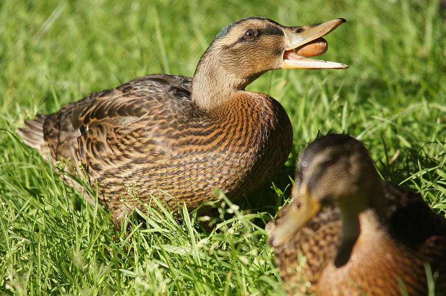 anatra, animali, natura, uccello, animale, anatra selvatica, piuma, becco, all'aperto, uccello acquatico, erba, Marrone, temi animali, vertebrato, fauna selvatica, animali allo stato selvatico, pianta, gruppo di animali, campo, colore verde, pollame, terra, nessuno, due animali, giorno, giovane uccello, giovane animale, famiglia di animali, 4K