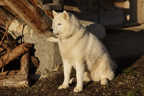 talvi-, vuori, lumi, husky, koira, luonto, Alpit, eläinten teemoja, nisäkäs, eläin, yksi eläin, lemmikit, Kotieläimet, selkärankainen, kotimainen, ei ihmisiä, auringonvalo, päivä, katse pois, istuva, näköinen, rentoutuminen, kissan-, vankka, kissa, parta, 4K, CC0, public domain, rojaltivapaa