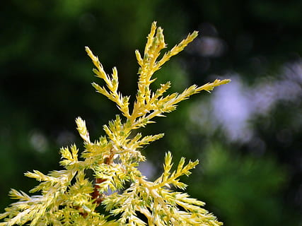 der Hintergrund, Thuja, Garten, Natur, Pflanze, Nahansicht, Blatt, Wachstum, Schönheit in der Natur, Fokus auf den Vordergrund, keine Leute, grüne Farbe, draußen, Tag, Gelb, Frische, Pflanzenteil, Kraut, Blume, Zerbrechlichkeit, Lebensmittel, Essen und Trinken, Ruhe, 5K, CC0, gemeinfrei, lizenzfrei