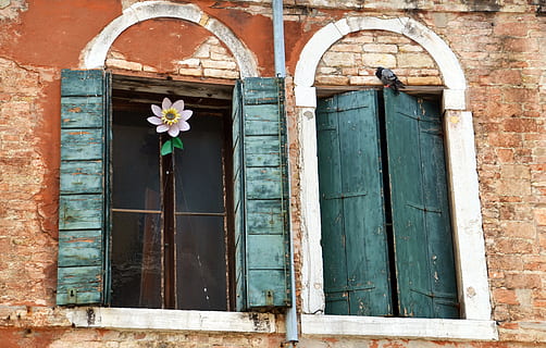 janela, fachada, construção, obturador, janela antiga, fachada da casa, janela de proa, Veneza, Itália, flor, pomba, exterior do edifício, arquitetura, estrutura construída, porta, Entrada, planta com flores, fechadas, ninguém, plantar, madeira - material, dia, casa, velho, parede, ao ar livre, natureza, arco, 4K, CC0, domínio público, royalty free