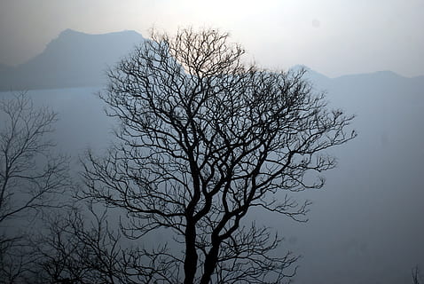 boom, silhouet, bergen, bladerloos, landschap, mist, mistig, natuur, kale boom, winter, Vakantiebestemmingen, schoonheid in de natuur, hemel, fabriek, kalmte, tak, scenics - natuur, water, rustige scène, geen mensen, berg-, buitenshuis, meer, niet-stedelijke scène, bergketen, 4K, CC0, publiek domein, royaltyvrij