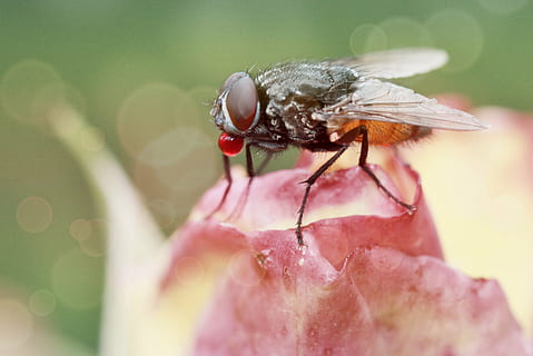 terbang, serangga, dekat, binatang, alam, mata majemuk, seni terbang, makro, sayap, lalat, merapatkan, berbulu, serangga terbang, fotografi satwa liar, mawar, mawar mekar, kuntum bunga mawar, menitik, air liur, menanam, flora, mekar, berkembang, bunga, taman mawar, musim panas, makro serangga, fotografi makro, hewan, tema binatang, satwa liar hewan, satu binatang, binatang di alam liar, invertebrata, fokus selektif, hari, sayap binatang, bagian tubuh manusia, di luar rumah, satu orang, kerentanan, daun bunga, tangan manusia, 2K, CC0, domain publik, bebas royalti