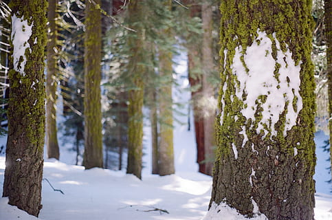 neve, floresta, árvores, floresta, neve, arvores, plantar, árvore, temperatura fria, inverno, tronco, tronco de árvore, natureza, terra, beleza na natureza, dia, crescimento, ninguém, focar em primeiro plano, tranquilidade, cor branca, cobertura, ao ar livre, Pinheiro, árvore conífera, latido, líquen, Pinhal, árvore de abeto, 2K, CC0, domínio público, royalty free