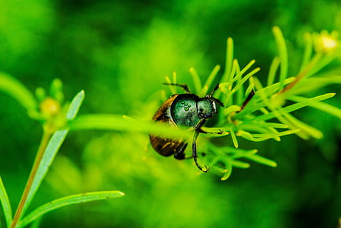 prato, erba, scarafaggio, prato, erba, un animale, animali allo stato selvatico, insetto, temi animali, colore verde, fauna selvatica, animale, invertebrato, pianta, avvicinamento, natura, bellezza nella natura, nessuno, crescita, giorno, messa a fuoco selettiva, concentrarsi sulle conoscenze acquisite, pianta fiorita, all'aperto, fiore, impollinazione, 4K, CC0, dominio pubblico, privo di copyright