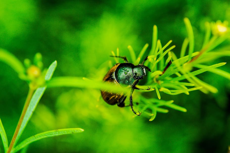 prat, herba, escarabat, prat, herba, un animal, animals a la natura, insecte, temes d'animals, color verd, fauna animal, animal, invertebrat, planta, primer pla, naturalesa, bellesa a la natura, cap gent, creixement, dia, enfocament selectiu, centrar-se en primer pla, planta amb flors, a l'aire lliure, flor, polinització, 4K