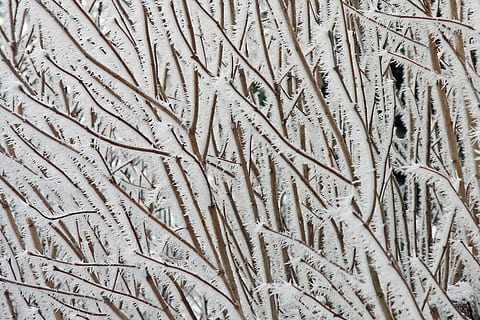 branques d'arbres cobertes de neu, patró, fons, textura, naturalesa, hivern, gel, neu, gelades, marc complet, cap gent, dia, primer pla, planta, arbre, sec, funció de construcció de parets, material de fusta, a l'aire lliure, marró, arquitectura, artesania, art i artesania, creixement, detall, clima àrid, 4K, CC0, domini públic, lliure de regalies