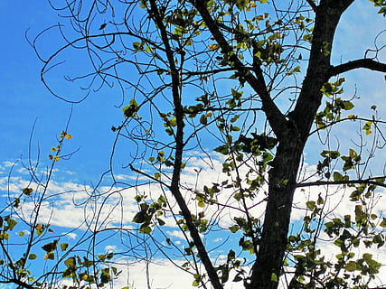 bare tree, tree, branches, leaves, sparse, sky, blue, plant, low angle view, branch, no people, nature, day, growth, beauty in nature, outdoors, sunlight, clear sky, tranquility, green color, leaf, plant part, tree trunk, 2K, CC0, public domain, royalty free
