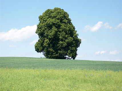 drzewo, łąka, krajobraz, drzewa, odchodzi, Zielony, liść, indywidualnie, kolorowy, las, Natura, lato, rolnictwo, scena wiejska, niebieski, na dworze, pole, niebo, zielony kolor, trawa, roślina, wylądować, wzrost, środowisko, piękno natury, spokojna scena, spokój, scenics - natura, chmura - niebo, dzień, żadnych ludzi, 2K, CC0, domena publiczna, darmowe zdjęcia