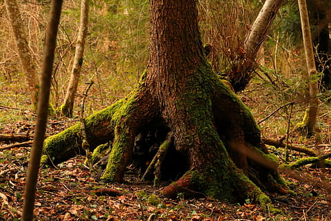 Baumwurzel, Frühling, Wald, Natur, Baum, Wurzel, alt, Moos, Log, Holz, Grün, Blätter, alte Wurzel, Pflanze, Borke, Naturwelt, Baumrinde, Baumstamm, draußen, keine Leute, Kofferraum, Land, Wachstum, Ruhe, Schönheit in der Natur, Tag, Nicht-städtische Szene, ruhige Szene, Ast, Szenen - Natur, 5K, CC0, gemeinfrei, lizenzfrei