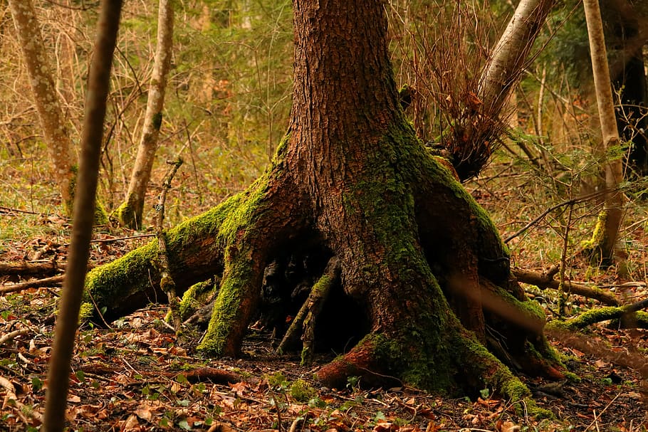 arbre, arrel, primavera, bosc, naturalesa, arbre, arrel, arrel de l’arbre, vell, molsa, registre, fusta, verd, fulles, arrel antiga, planta, escorça, món de la natura, escorça d'arbre, tronc de l'arbre, a l'aire lliure, cap gent, tronc, terra, creixement, tranquil·litat, bellesa a la natura, dia, escena no urbana, escena tranquil·la, branca, escenics - natura, 5K