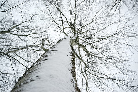 baix, foto d'angle, neu, cobert, sec, arbre, bedoll, fred, medi ambient, bosc, gelades, gelada, congelat, gel, tir en angle baix, natural, naturalesa, a l'aire lliure, parc, temporada, alt, branques dels arbres, tronc, branques, temps, hivern, fusta, arbre nu, branca, planta, cap gent, tronc de l'arbre, temperatura de fred, cel, vista d’angle baix, tranquil·litat, terra, escenics - natura, dia, bellesa a la natura, directament a sota, copa de l'arbre, Pol · lució, 5K, CC0, domini públic, lliure de regalies